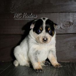 Kat - Blue female Australian Cattle Dog puppy in Runnels County, Texas from MC Heelers & Aussies