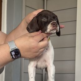 Yellow collar girl - Liver and white female Pointer puppy in Youngsville, North Carolina from Dogma Pointers & Bulldogs