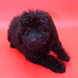 Iggy Azalea - Black and white female Aussiedoodle puppy in Payson, Utah from Country Sky Doodles