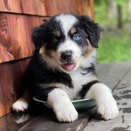 Australian Shepherds from Double hh Cattle & Aussies