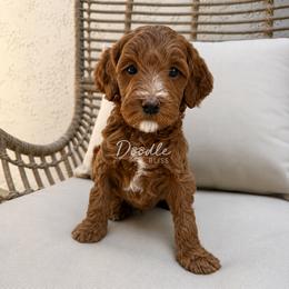 Scout - Red  male Goldendoodle puppy in Gilbert, Arizona from Doodle Bliss