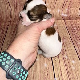 Girl 2 - Sable spotted white female Chihuahua puppy in Palmyra, Indiana from Country Star Chihuahuas