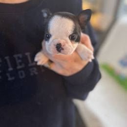 Patrick - Black brindle and white Boston Terrier puppy in Brandon, South Dakota from Lakeview Bostons