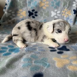 King - Blue merle and white male Cardigan Welsh Corgi puppy in Wekiwa Springs, Florida from It is Corgiland