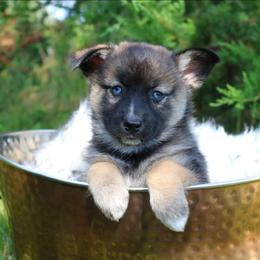Dahlia - Wolf sable female Pomsky puppy in Missouri from Husky Hill Kennel