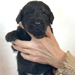 Spruce - Black and tan male Assorted Doodle Crosses puppy in Kansas City, Missouri from Beary GoldenDoodles