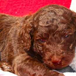 Puppy 6- Male - Parti male Poodle puppy in Crewe, Virginia from Whispering Woods Farms LLC