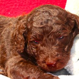 Puppy 6- Male - Parti male Poodle puppy in Crewe, Virginia from Whispering Woods Farms LLC