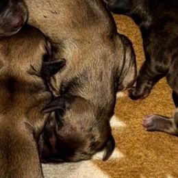 Dancer - Cream female Dachshund puppy in Onalaska, Texas from Smokey Pines Dachshunds