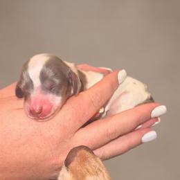 Sunny - Piebald female Dachshund puppy in Wellford, South Carolina from Crowder Doxies