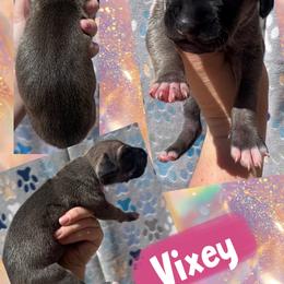 Vixey - Fawn female Great Dane puppy in Wellsville, New York from Prophecy Danes