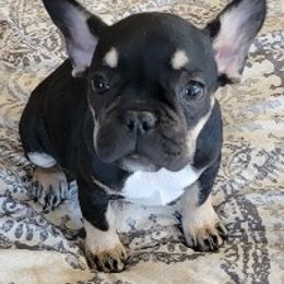 French Bulldogs from For the Love of Frenchies
