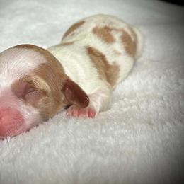 Moonshine - Piebald male Dachshund puppy in Harrison, Arkansas from Dachshunds on the Hill