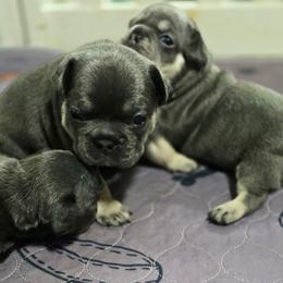 Sparky - Blue male French Bulldog puppy in Philadelphia, Pennsylvania from Kiki Leigh Frenchies