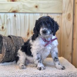 Meet Patches :) - Black and white male Cavapoo puppy in Centerville, Iowa from Barnyard Dachshunds, Dals & Doodles