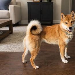 Macy - Shiba Inu