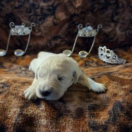 Willow Girl 6 - Light golden female Golden Retriever puppy in Niles, Michigan from Composer Goldens