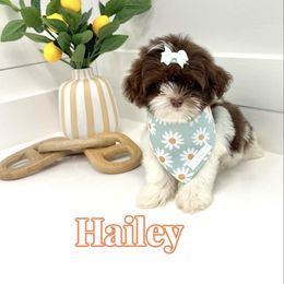 Hailey - Brown female Shihpoo puppy in Buford, Georgia from Petite Posh Puppies