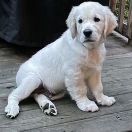 Golden Retriever Puppies from English Creamery Golden Retrievers