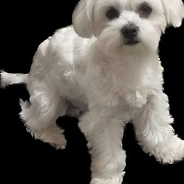 Max - Poodle