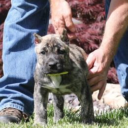 Yellow Collar - Tiger female Perro de Presa Canario puppy in Pocahontas, Illinois from Cabeza Grande Kennel