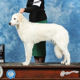 Varia - Kuvasz