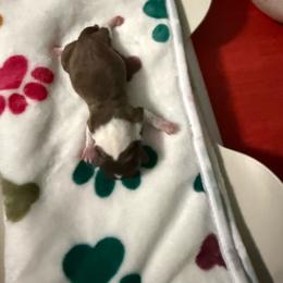 Luigi - Chocolate and white male Chihuahua puppy in Dime Box, Texas from Color Me Crazy Chihuahuas