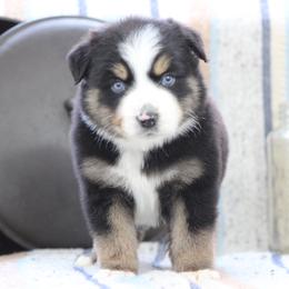 Onyx - Black tri-color male Australian Shepherd puppy in Quapaw, Oklahoma from Rocky Hill Aussies