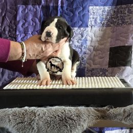 Alaric - Mantle male Great Dane puppy in Cheyenne, Wyoming from Viking Kennel