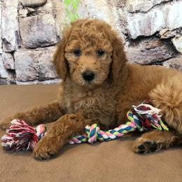 Poodles from Stonewick Poodles