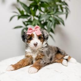 Star - Blue merle female Aussiedoodle puppy in Sharpsburg, Georgia from Steindoodles