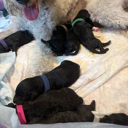 Red - Blue male Bedlington Terrier puppy in San Jose, California from Barbos Heart