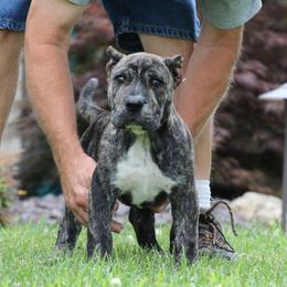 TRK Jean Grey de Cabeza Grande - Tiger female Perro de Presa Canario puppy in Pocahontas, Illinois from Cabeza Grande Kennel