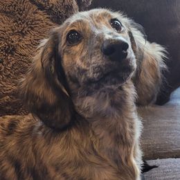 Dachshunds from Winnie's Wonders