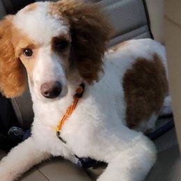 Goldendoodles and Poodles from Loyal Companions of America