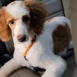 Goldendoodles and Poodles from Loyal Companions of America