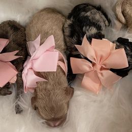 Cockapoos and Poodles from Designer Puppy Boutique