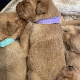 Golden Retriever Puppies from Tradershire Goldens