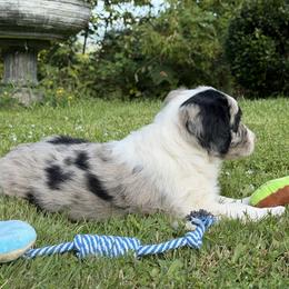 Pringles - Blue merle male Bordoodle puppy in Shelton, Washington from Prophecy Kennels