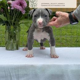Gimlet - Blue male American Bully puppy in Virginia from Terminal Velocity Kennels LLC