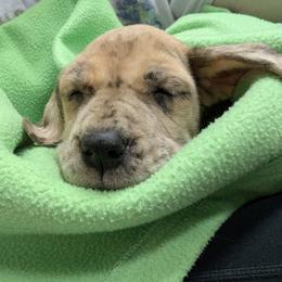 Miss Peregrine - Merle female Great Dane puppy in Pollock, Louisiana from Danes Done Right