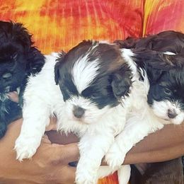Shihpoos from Dws_kennelservices
