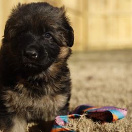Collins - Black and red female German Shepherd puppy in Apex, North Carolina from Milestone GSDs