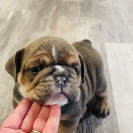 Bulldog Puppies from Kristina's Bulldogs