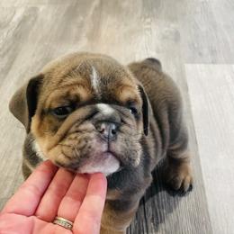 Bulldog Puppies from Kristina's Bulldogs