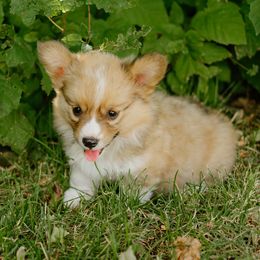Lucy - Fluffy - White and red female Pembroke Welsh Corgi puppy in Oak City, Utah from Shells’ Corgis