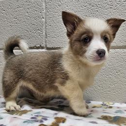 Leonardo (John) - Red male Pembroke Welsh Corgi puppy in Castle Rock, Washington from Heckman Corgis