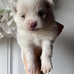 Irene - White female Pomeranian puppy in St. Louis, Missouri from Saint Louis Pomeranian babies