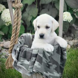 Groot - Yellow Labrador Retriever puppy in Lakeville, Minnesota from Skye K.R.J English Labradors