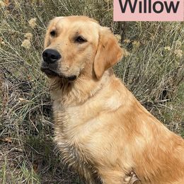 Willow - Golden Retriever